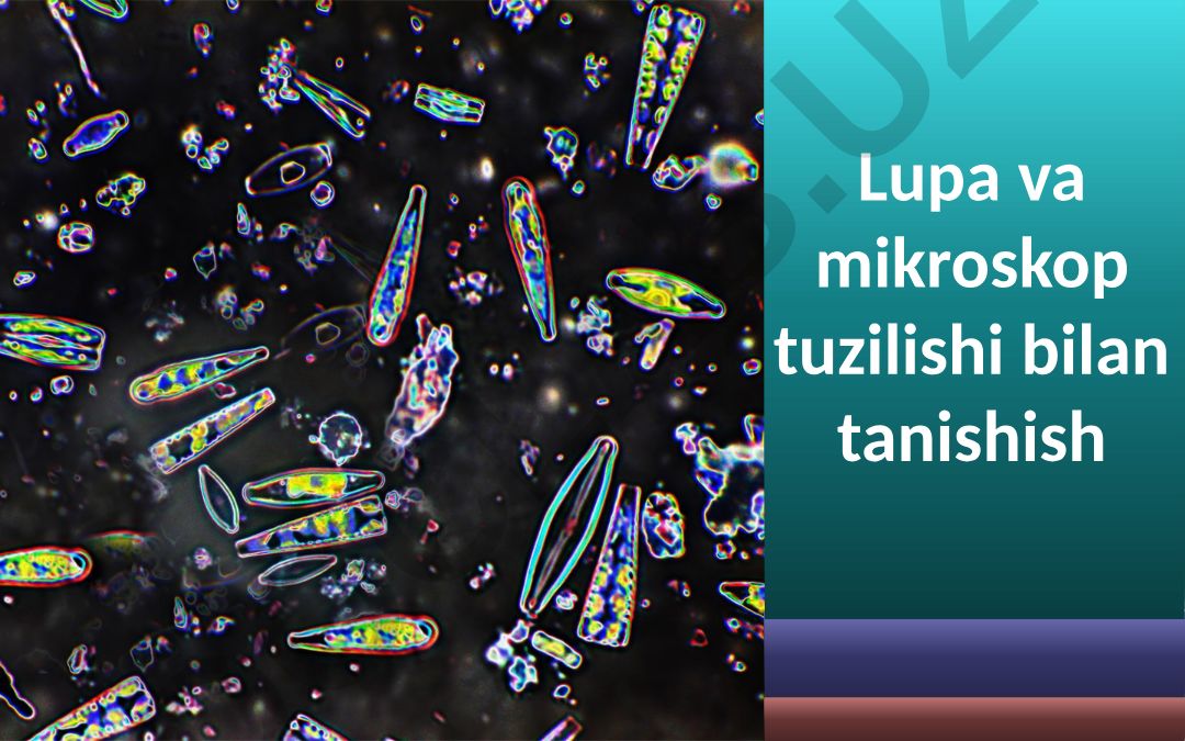Lupa va mikroskop tuzilishi bilan tanishish