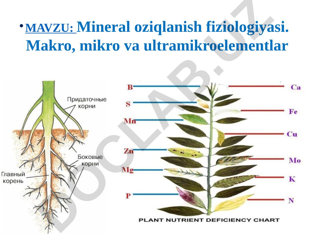 Mineral oziqlanish fiziologiyasi. Makro, mikro va ultramikroelementlar