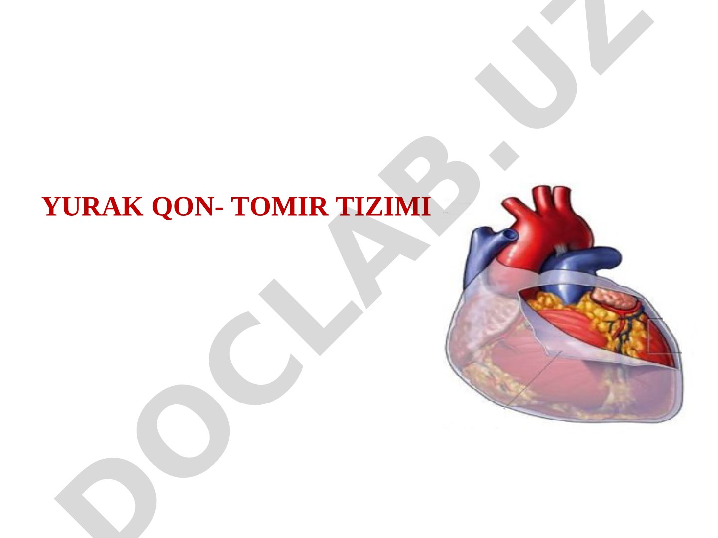 Yurak qon-tomir tizimi