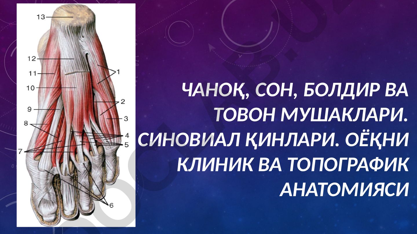 Чаноқ, сон, болдир ва товон мушаклари. Синовиал қинлари. Оёқни клиник ва топографик анатомияси