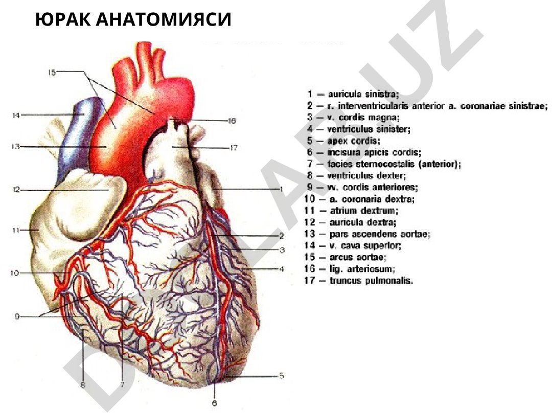 Юрак анатомияси