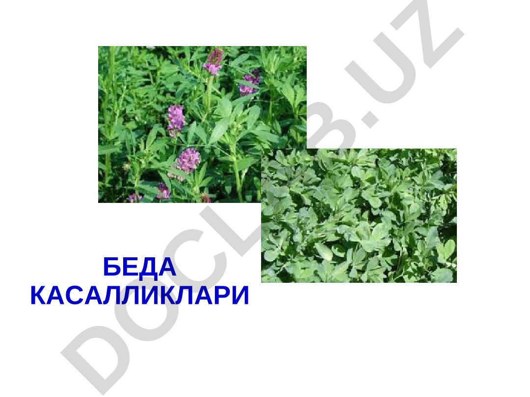Беда касалликлари ва занг касаллигининг тарқалиши