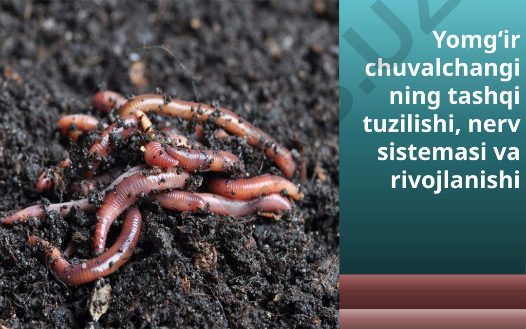 Yomg'ir chuvalchangining tashqi tuzilishi, nerv sistemasi va rivojlanishi