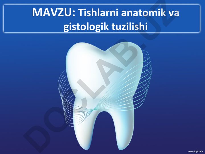 Tishlarning anatomik va gistologik tuzilishi