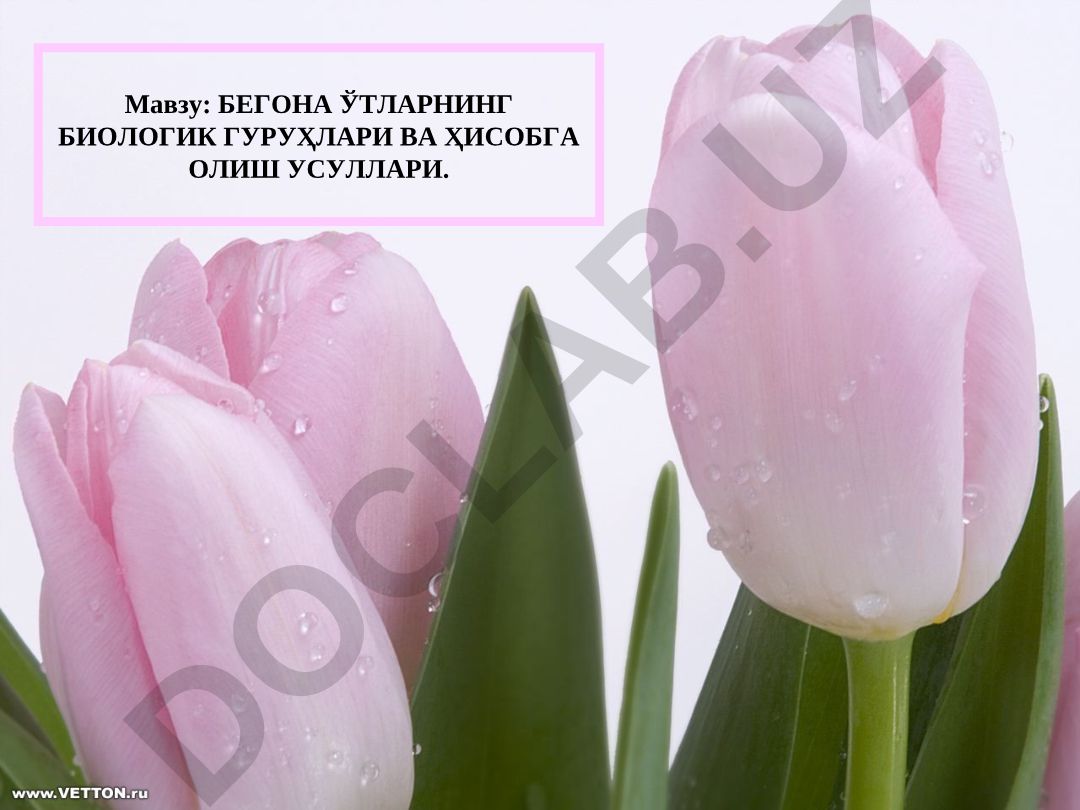 БЕГОНА ЎТЛАРНИНГ БИОЛОГИК ГУРУҲЛАРИ ВА ҲИСОБГА ОЛИШ УСУЛЛАРИ