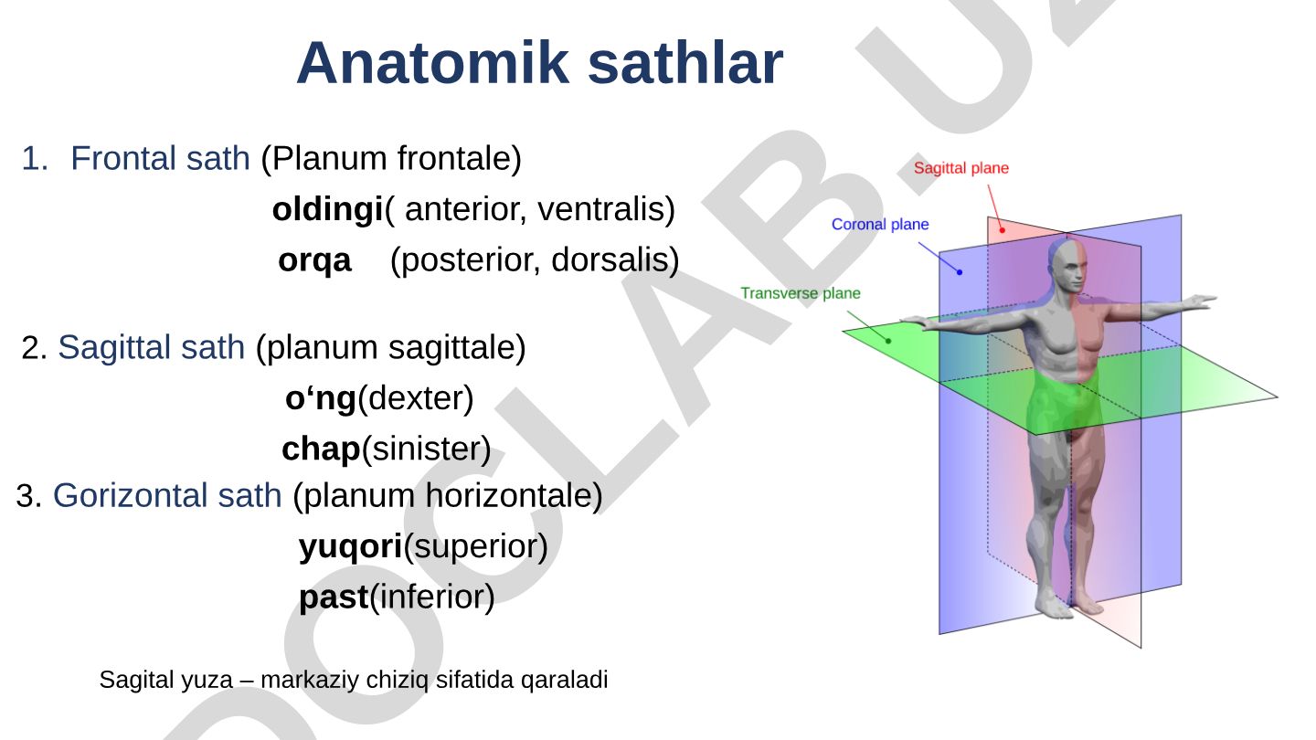 Anatomik sathlar va umurtqa pog'onasi tuzilishi