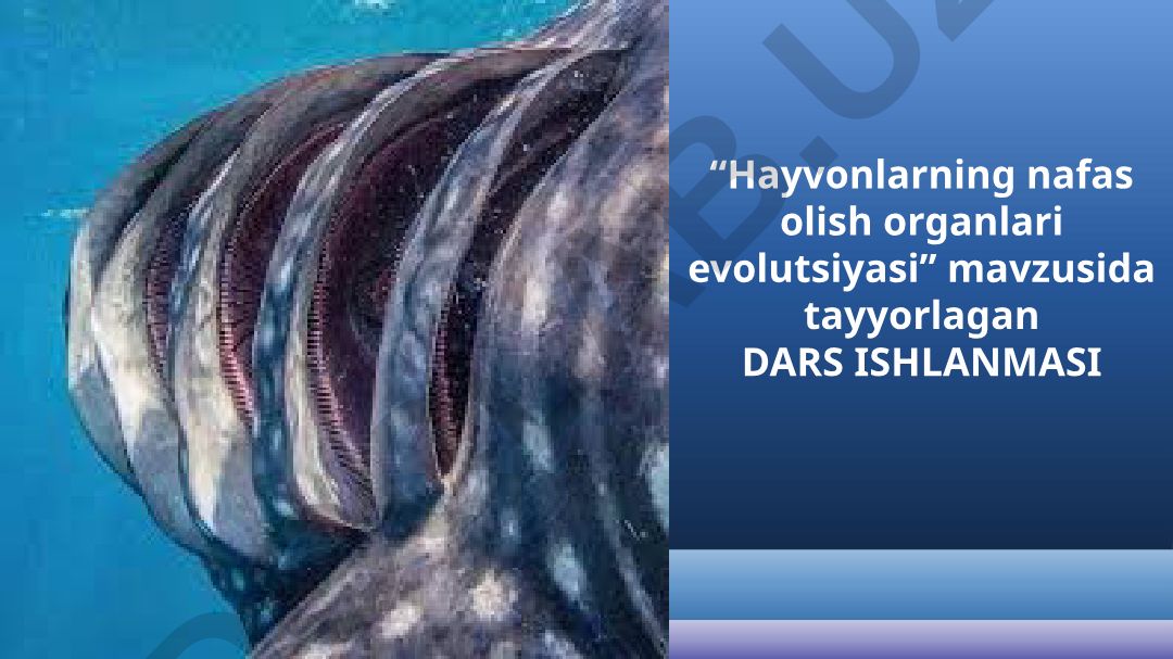 Hayvonlarning nafas olish organlari evolutsiyasi