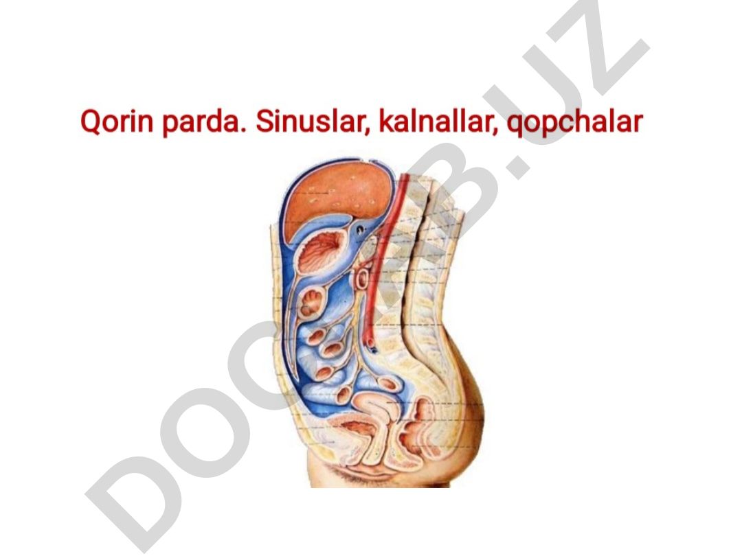 Qorin pardasi tuzilishi va funksiyalari