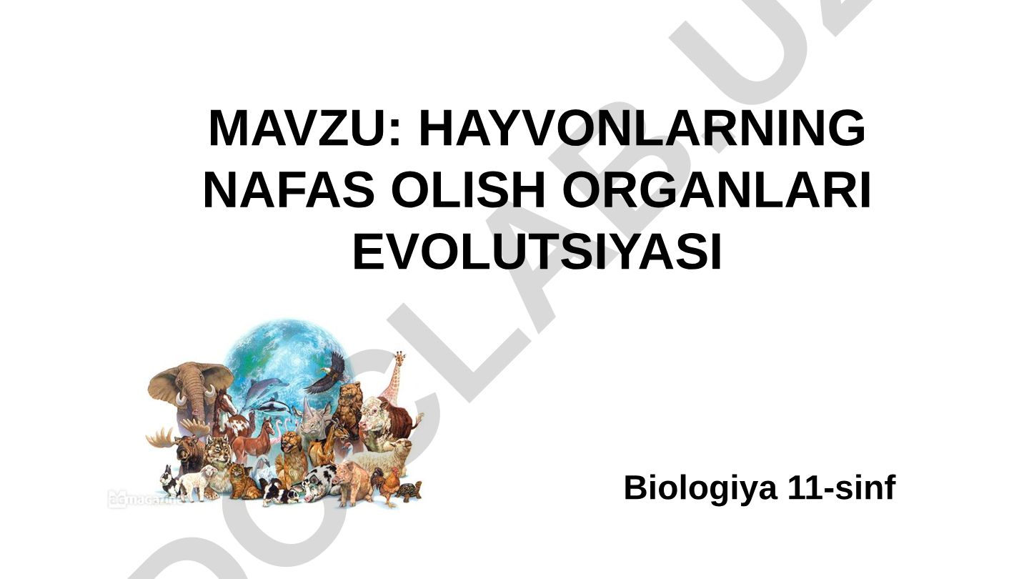 Hayvonlarning nafas olish organlari evolyutsiyasi