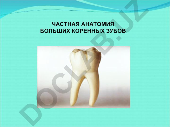 Частная анатомия больших коренных зубов (моляры)
