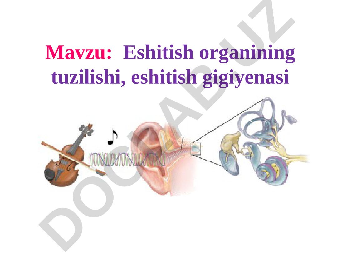 Eshitish organining tuzilishi, eshitish gigiyenasi