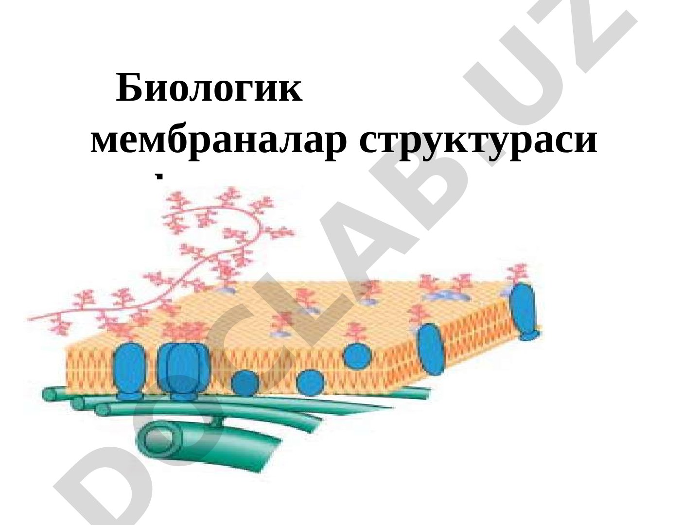 Биологик мембраналар структураси ва функцияси