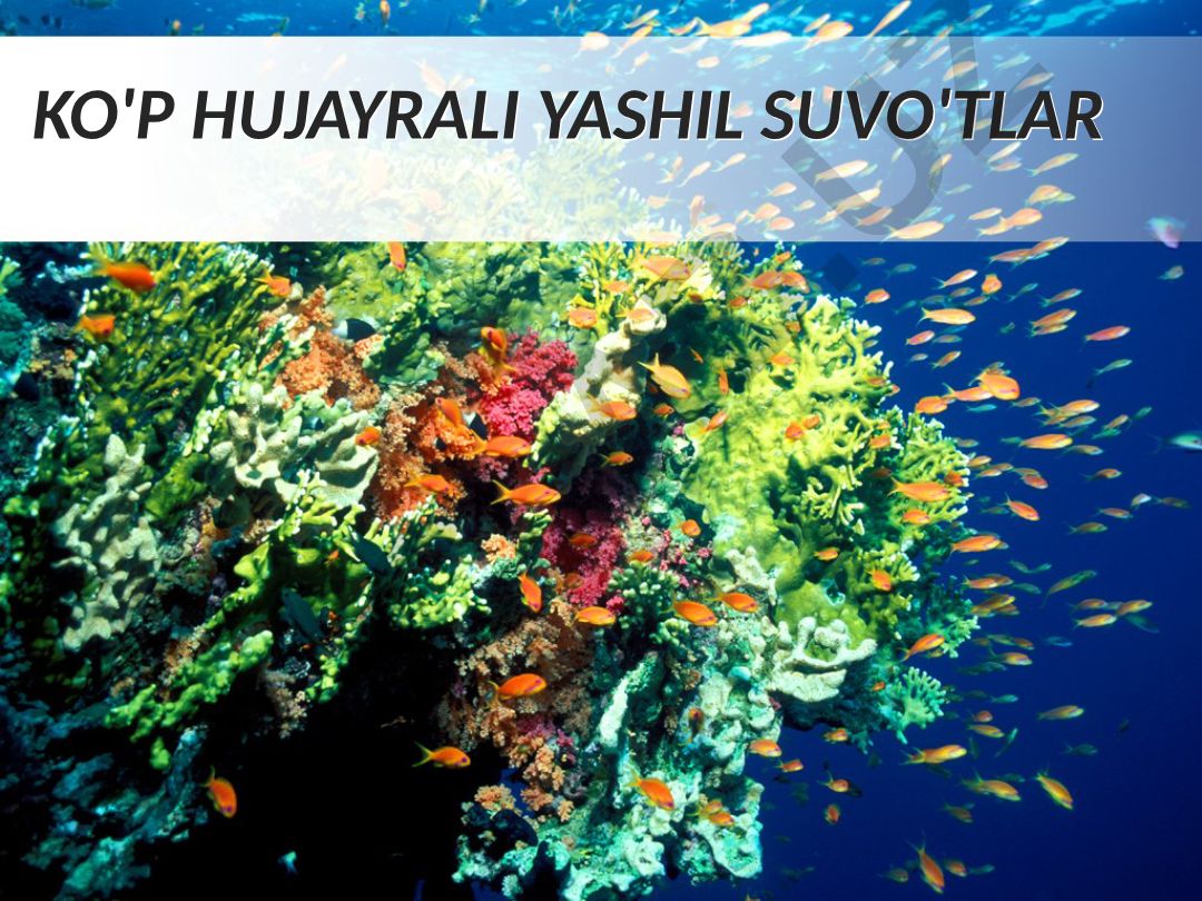 Ko'p hujayrali yashil suvo'tlar: Ulotriks va uning xususiyatlari