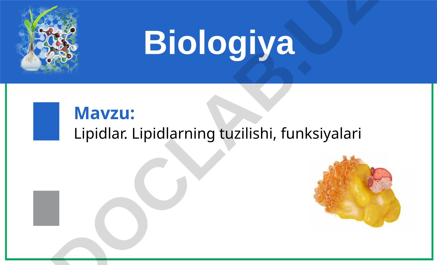 Lipidlar. Lipidlarning tuzilishi, funksiyalari