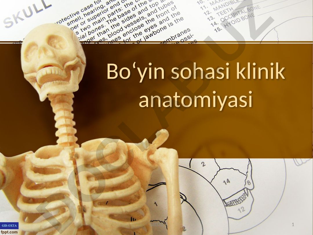 Boʻyin sohasi klinik anatomiyasi