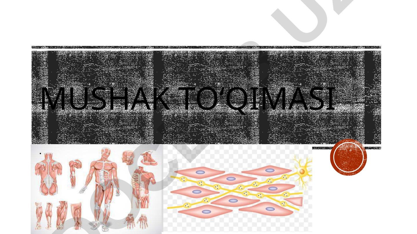 Mushak to'qimasi turlari va ularning tuzilishi