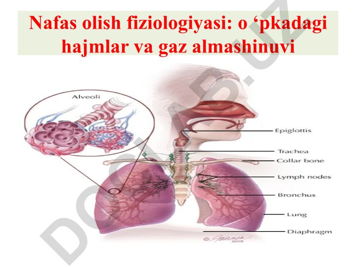 Nafas olish fiziologiyasi: o‘pkadagi hajmlar va gaz almashinuvi