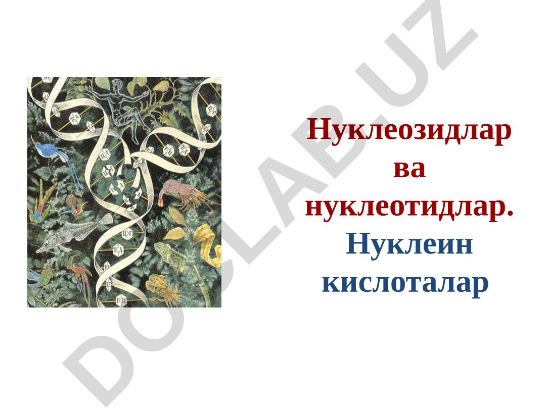 Нуклеозидлар ва нуклеотидлар. Нуклеин кислоталар