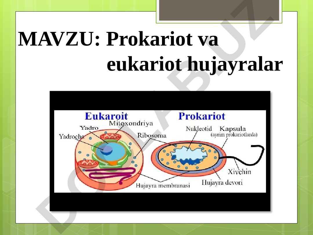 Prokariot va eukariot hujayralar