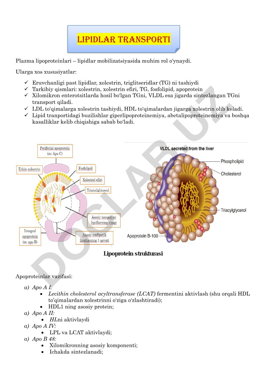 Plazma lipoproteinlari va lipidlar transporti
