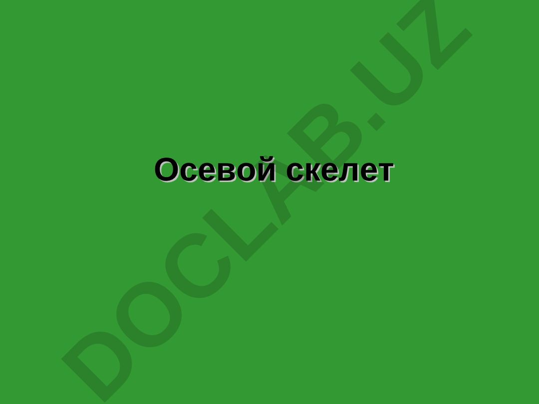 Осевой скелет: филогенез и строение позвоночного столба