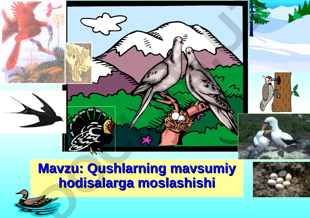 Qushlarning mavsumiy hodisalarga moslashishi