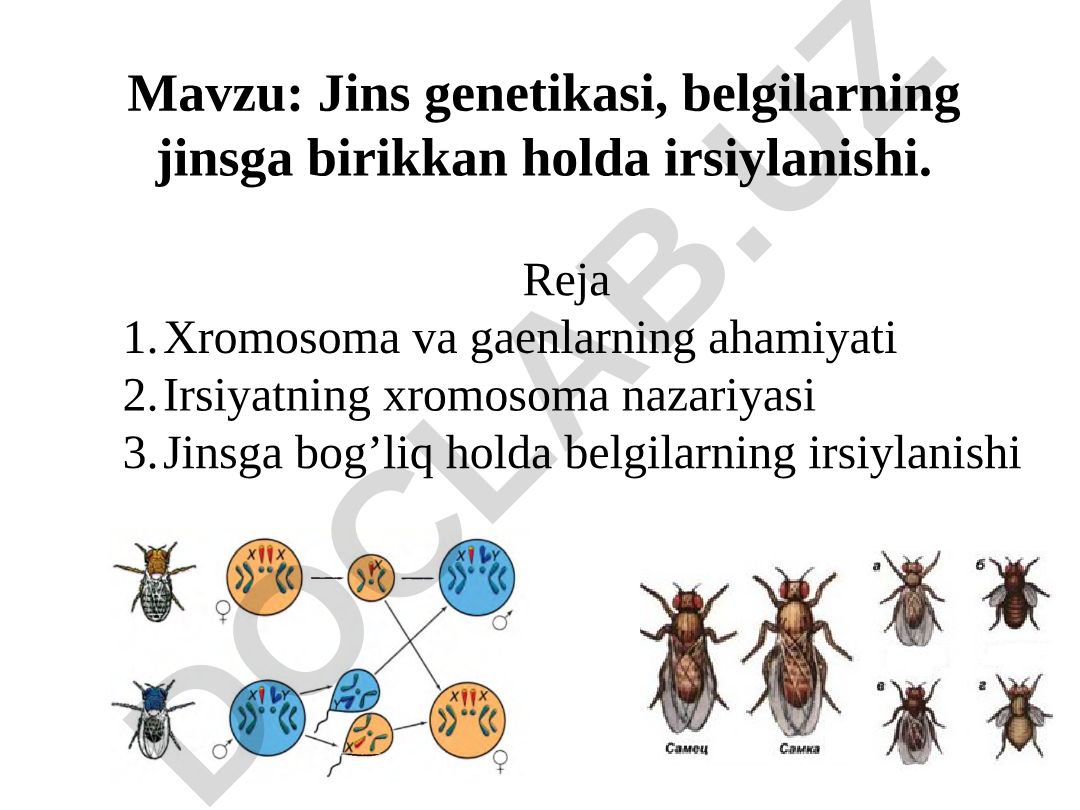 Jins genetikasi, belgilarning jinsga birikkan holda irsiylanishi