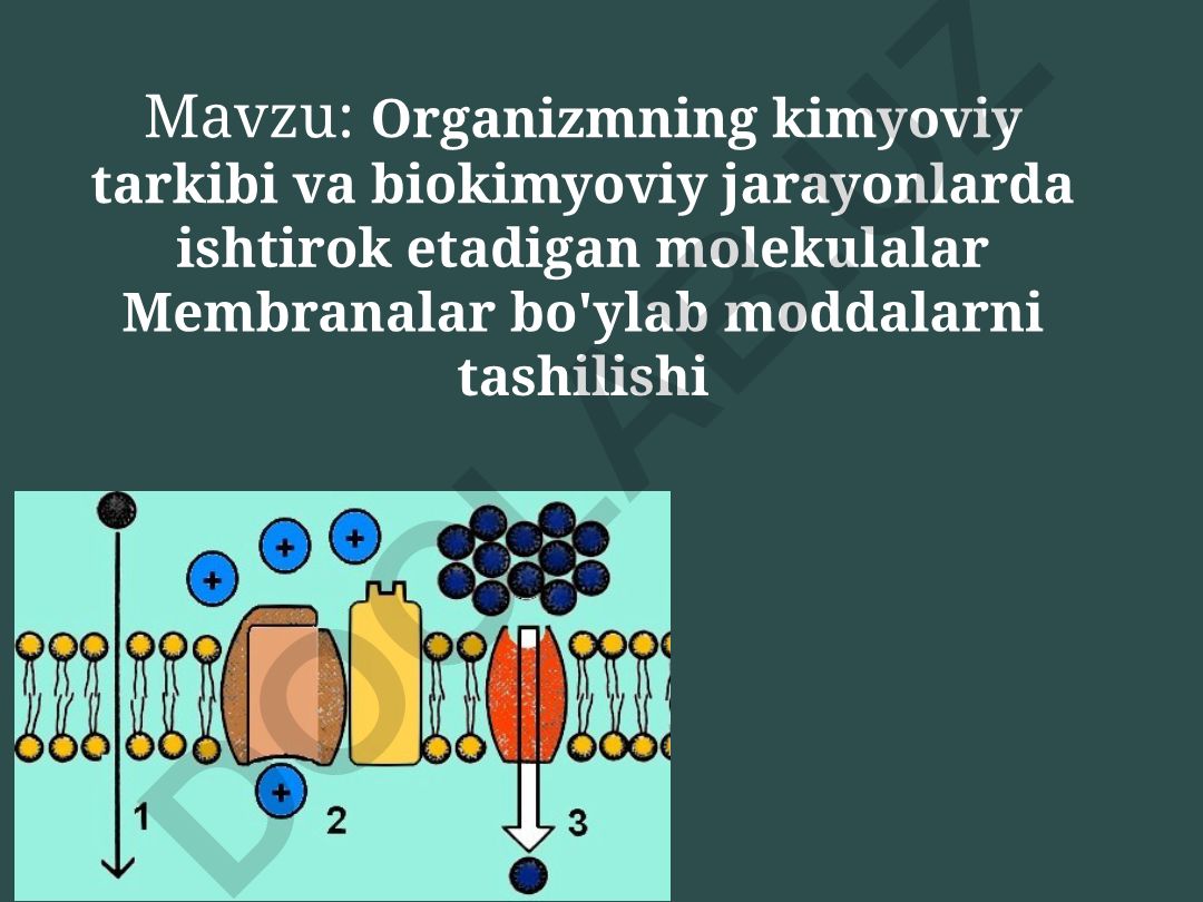 Organizmning kimyoviy tarkibi va biokimyoviy jarayonlarda ishtirok etadigan molekulalar Membranalar bo'ylab moddalarni tashilishi Himoya. Hujayralar orasidagi aloqani ta'minlash. Biokimyoviy reaktsiyalardagi o'rni Transport. Hujayra va tashqi muhit o'rtasidagi metabolizmni tartibga solish. Retseptor. Membrananing funktsiyalari