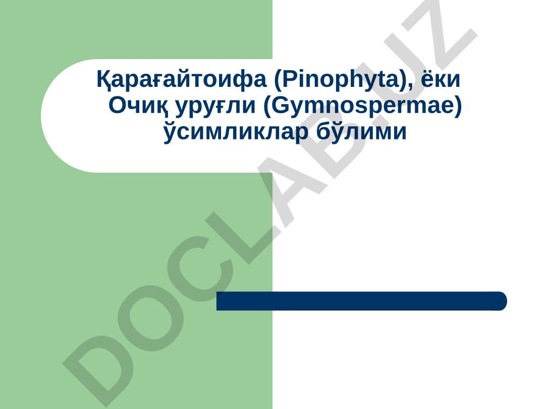 Қарағайтоифа (Pinophyta) ёки Очиқ уруғли (Gymnospermae) ўсимликлар бўлими