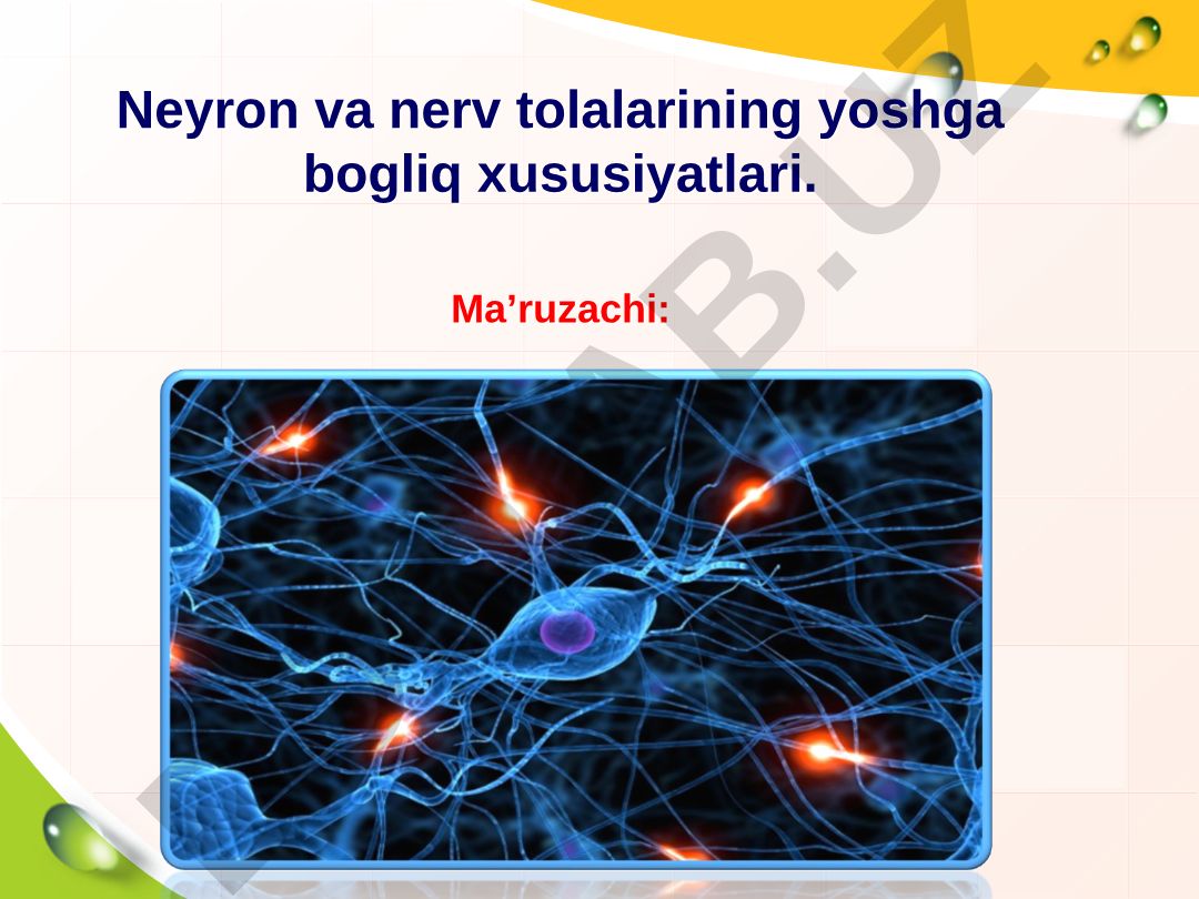 Neyron va nerv tolalarining yoshga bog'liq xususiyatlari