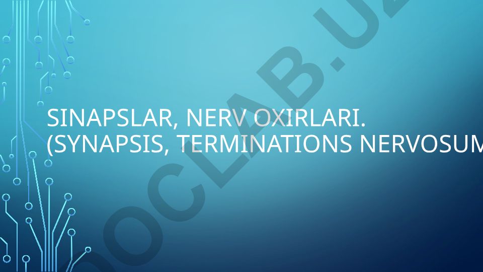 Sinapslar va nerv oxirlarining tuzilishi va funksiyalari