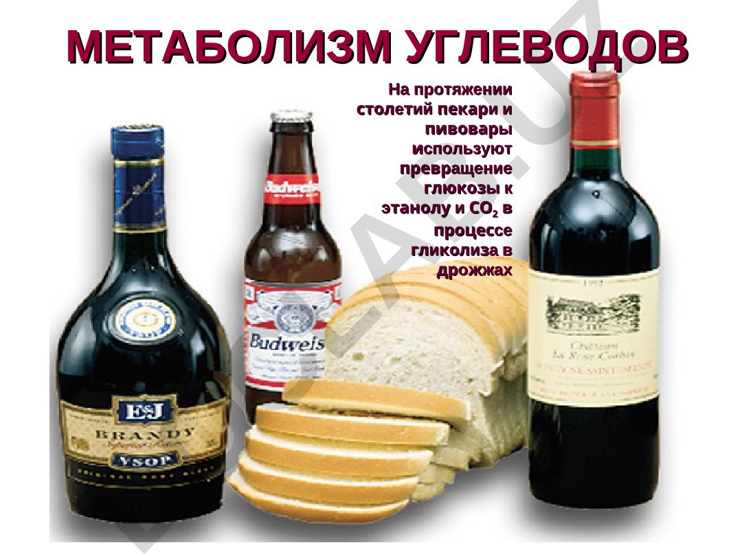Метаболизм углеводов и гликолиз
