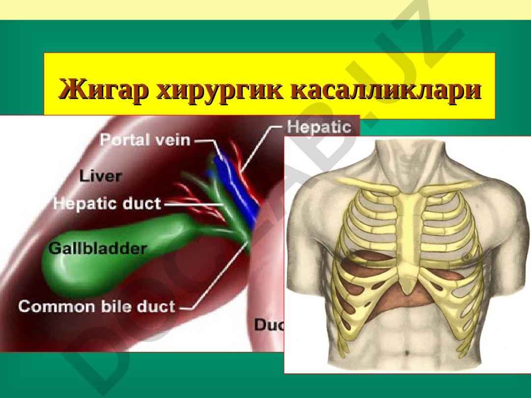 Жигар хирургик касалликлари ва жароҳатлари