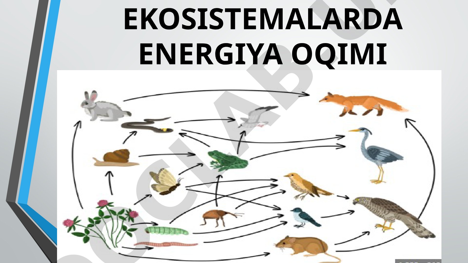 Ekologiya taqdimoti slaydlari