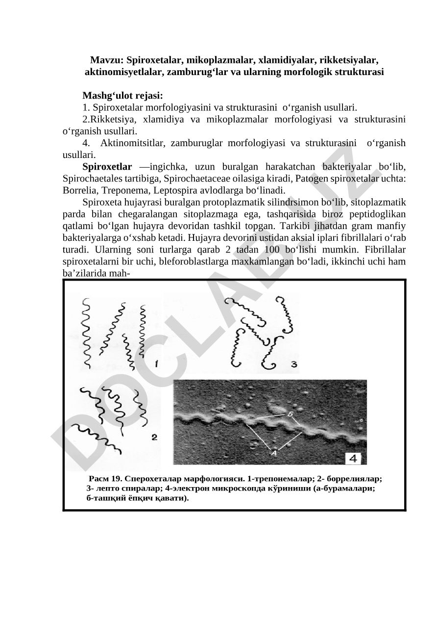 Spiroxetalar, mikoplazmalar, xlamidiyalar, rikketsiyalar, aktinomisyetlalar, zamburug‘lar va ularning morfologik strukturasi