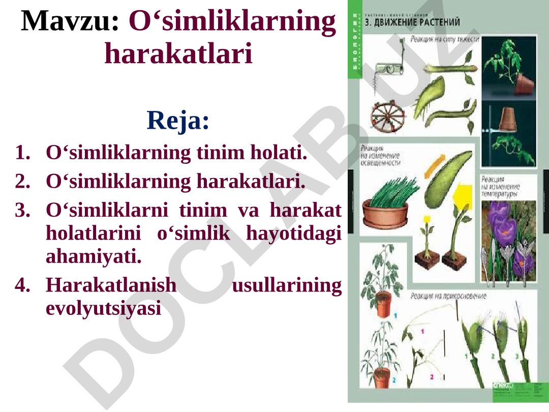 O‘simliklarning harakatlari