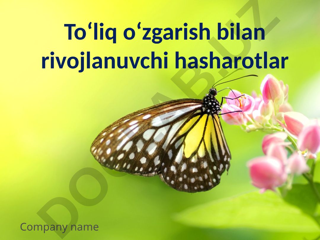 To'liq o'zgarish bilan rivojlanuvchi hasharotlar