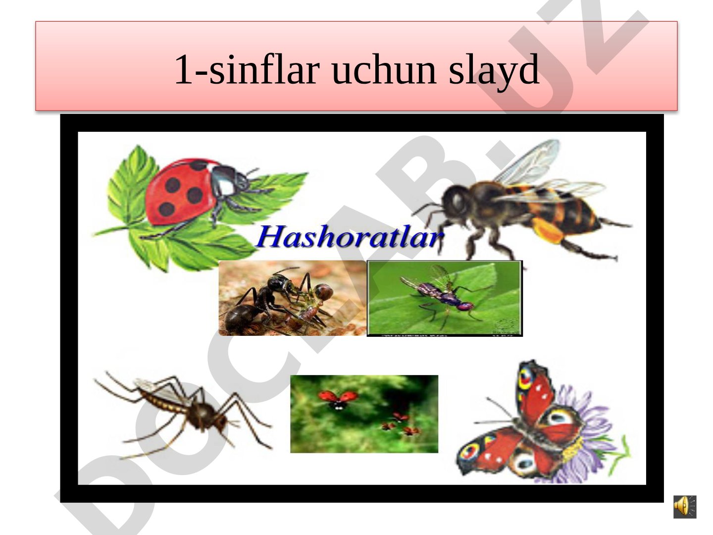 Bargxo'r hashoratlar haqida taqdimot