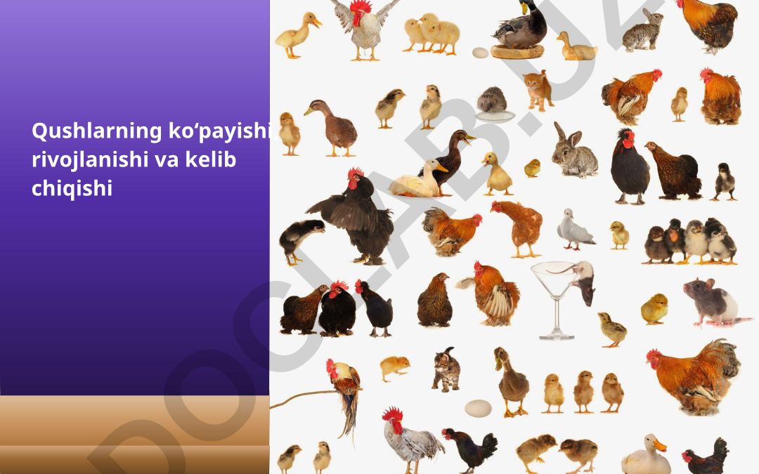 Qushlarning ko'payishi, rivojlanishi va kelib chiqishi