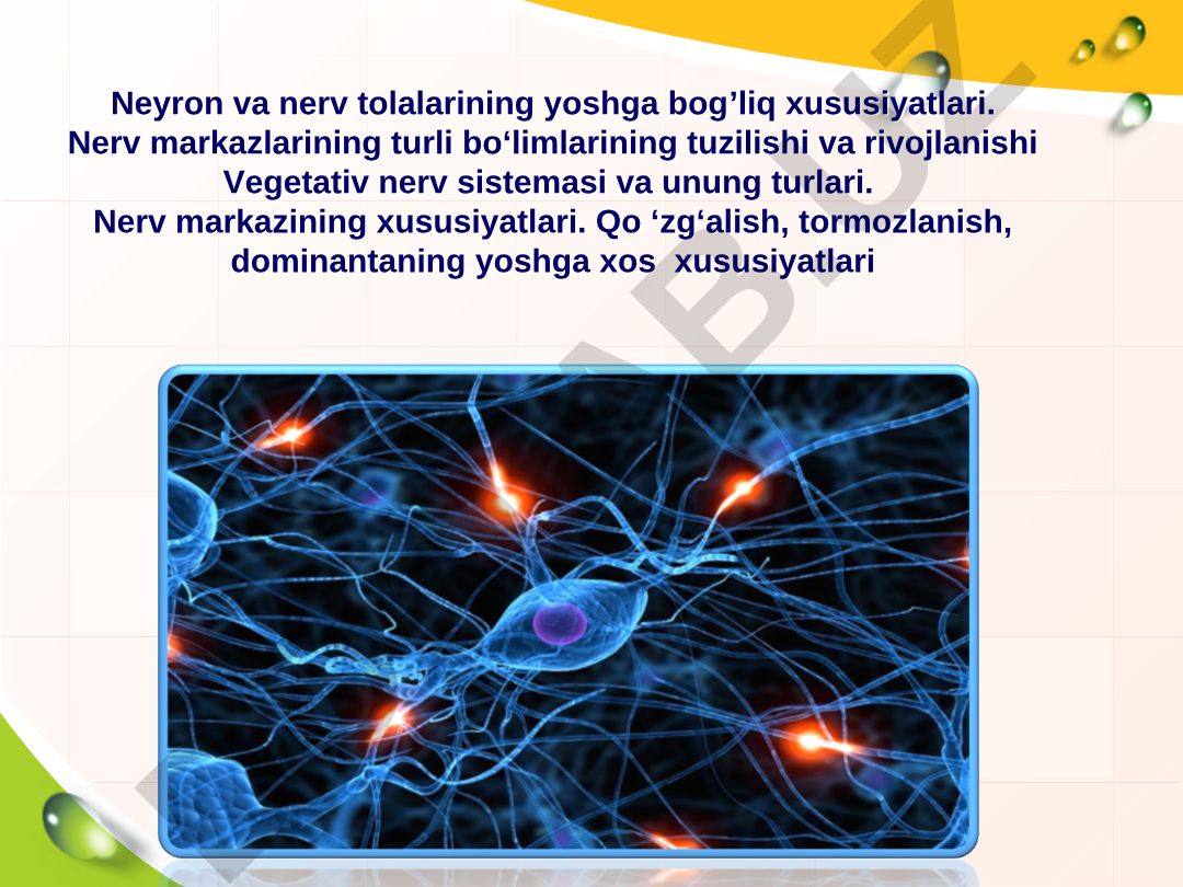 Neyron va nerv tolalarining yoshga bog'liq xususiyatlari va nerv sistemasi tuzilishi