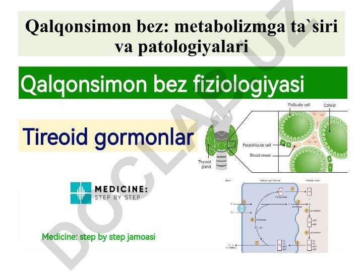 Qalqonsimon bez: metabolizmga ta'siri va patologiyalari