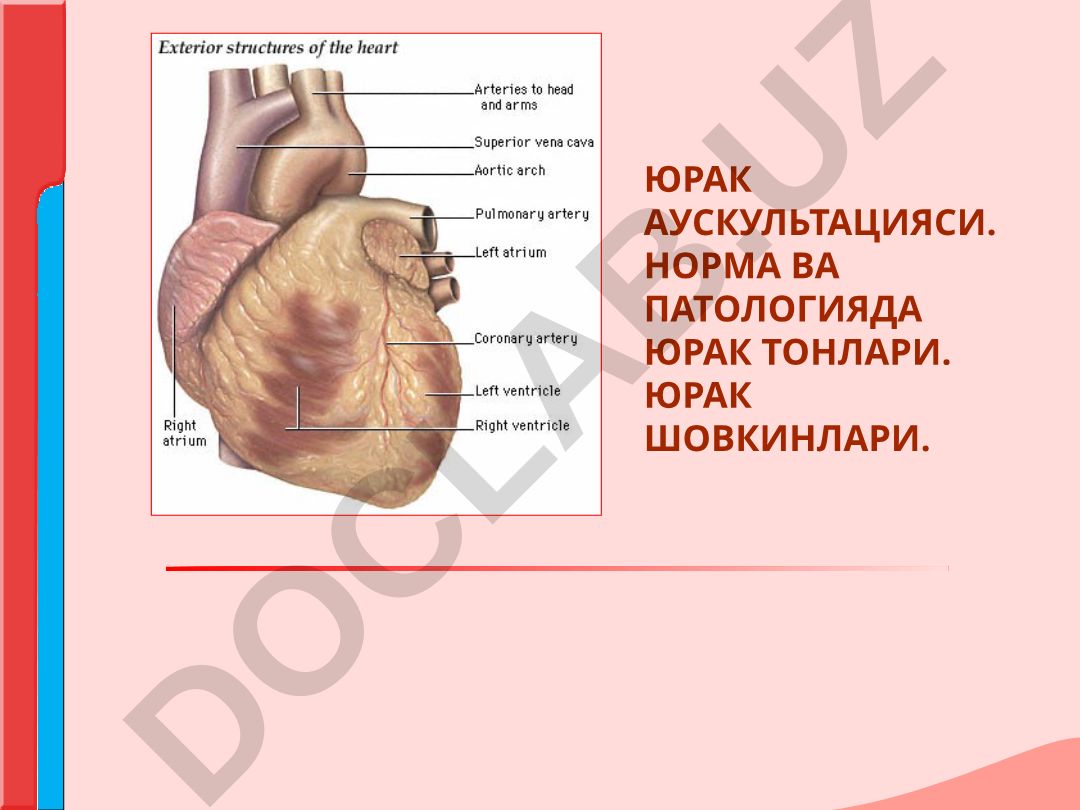Юрак аускультацияси: норма ва патологияда юрак тонлари ва шовкинлари