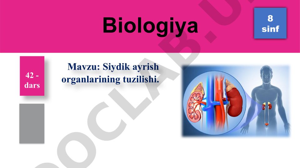 Siydik ayrish organlarining tuzilishi
