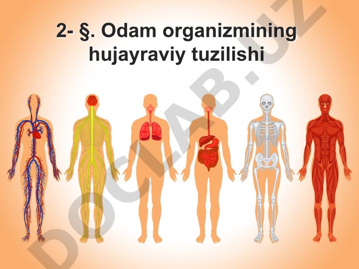 Odam organizmining hujayraviy tuzilishi