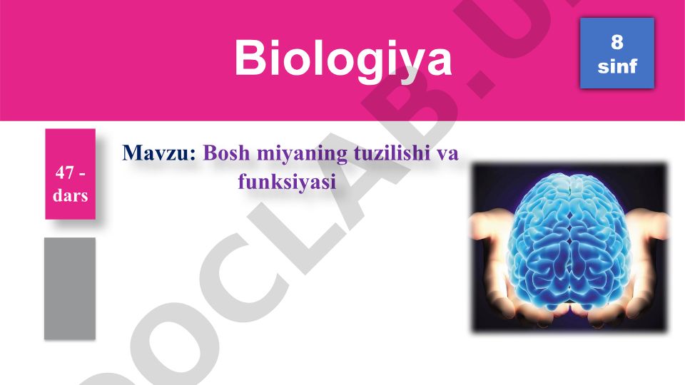 Bosh miyaning tuzilishi va funksiyasi
