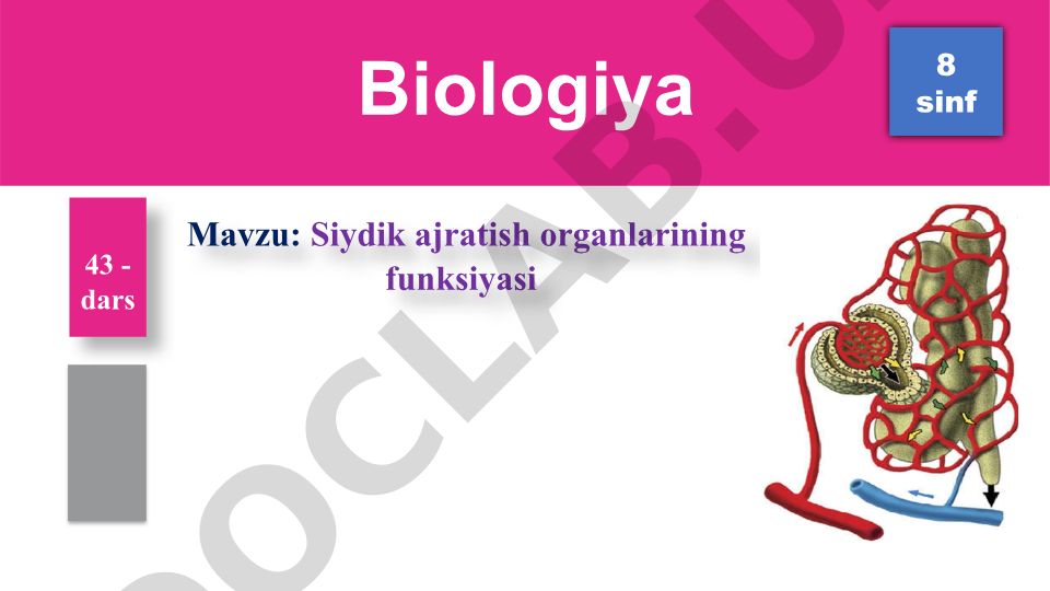 Siydik ajratish organlarining funksiyasi