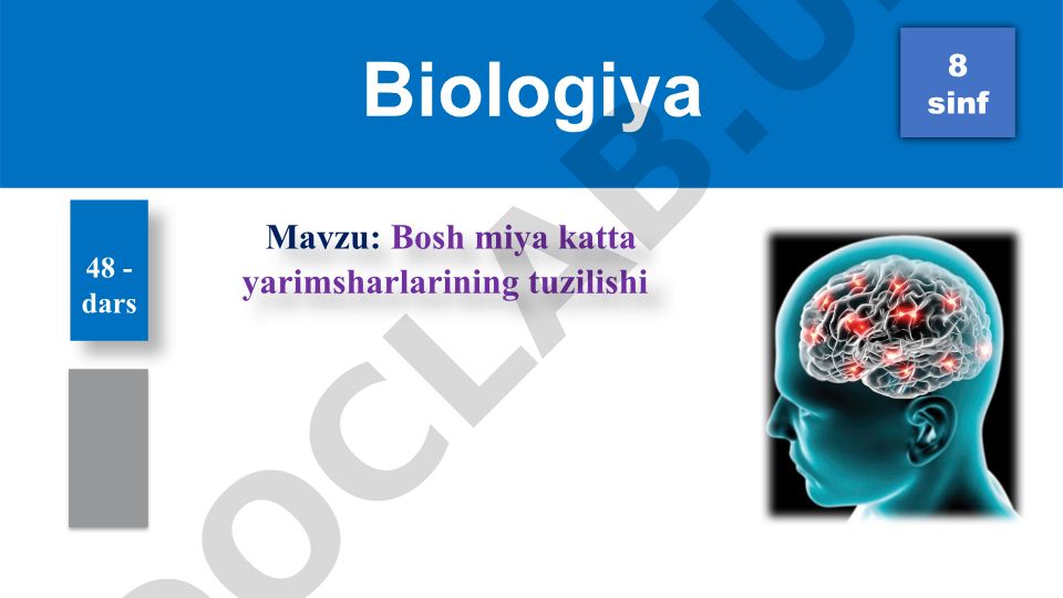 Bosh miya katta yarimsharlarining tuzilishi