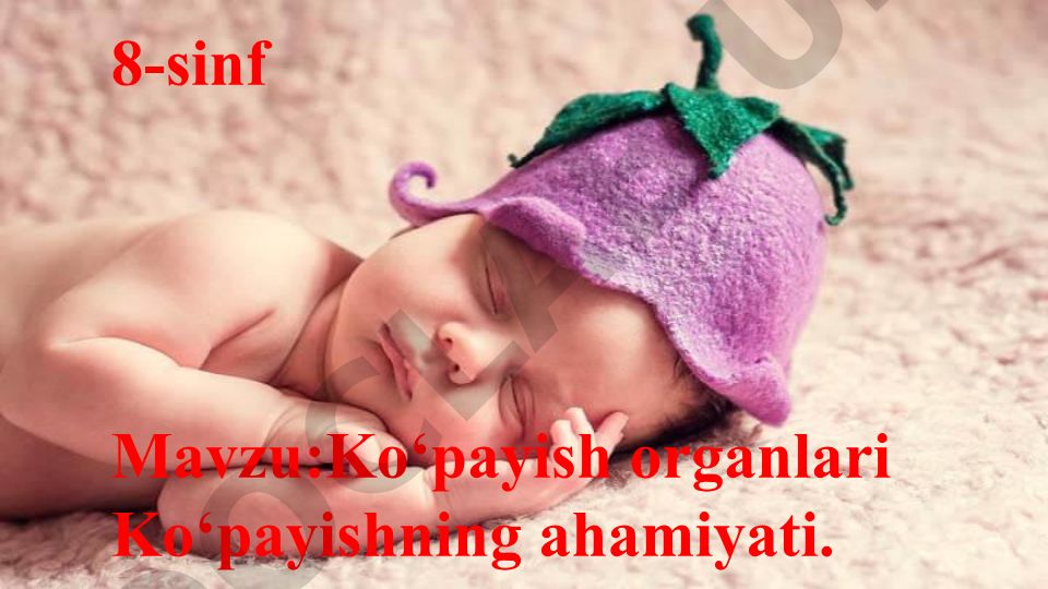 Ko‘payish organlari va ko‘payishning ahamiyati