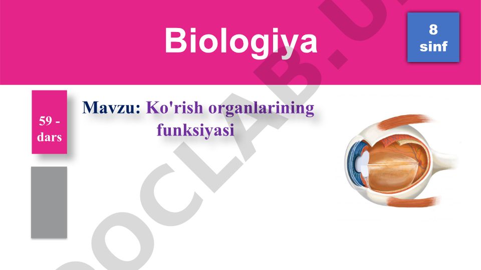 Ko'rish organlarining funksiyasi