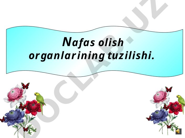 Nafas olish organlarining tuzilishi va funksiyasi